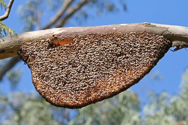 Това е пчелна колония от Apis dorsata, гигантска медоносна пчела от Южна и Югоизточна Азия, намираща се предимно в залесени райони като Непал, Виетнам, в Малайзия , Сингапур и Индия. Тежестта на колонията може да достигне 30 кг.