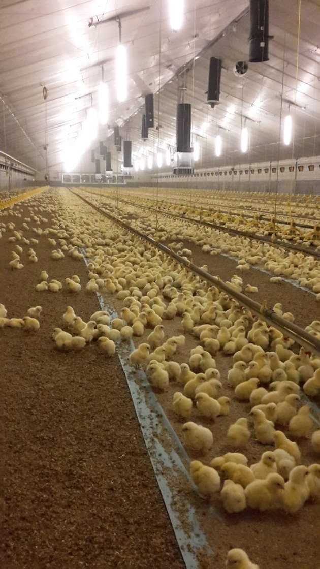 Излюпените в птицефермата пилета растат бързо и не им трябват никакви антибиотици Снимка: Фейсбук/Петер Корстиансен