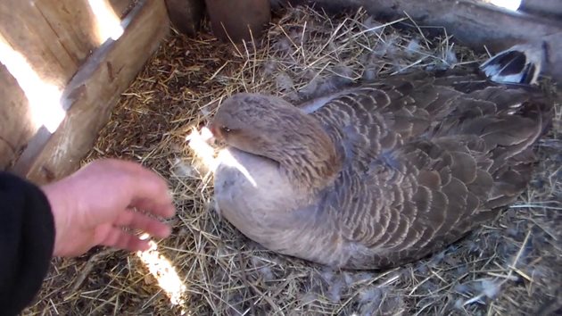 Над 1,5-2-годишните гъски снасят по-доброкачествени яйца, отколкото младите птици