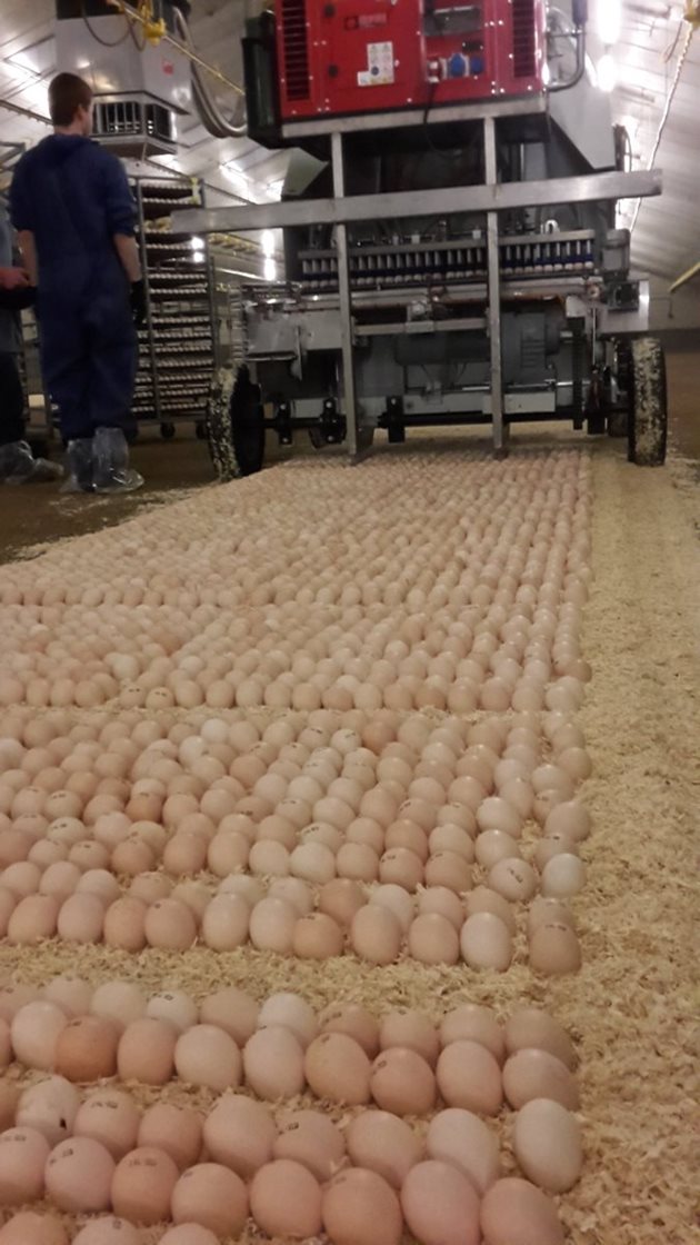 При системата NestBorn робот поставя 45 000-50 000 яйца на 18-ия ден от инкубацията върху меки легла в птицефермата Снимка: Фейсбук/Петер Корстиансен