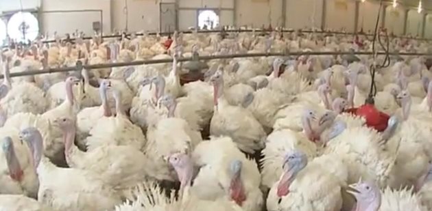 Индустриалните ферми за отглеждане на пуйки са по-рискови за навлизане на птичи грип, тъй като в тях редовно се внася слама за постеля
Снимка: YouTube