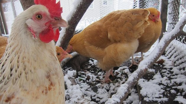 През зимата кокошките трябва да имат плътно оперение, което да ги пази от студа

