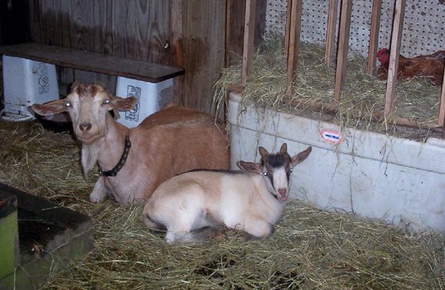 При висока влажност и нощни температури все още около и под нулата козите се нуждаят от дебела постеля
