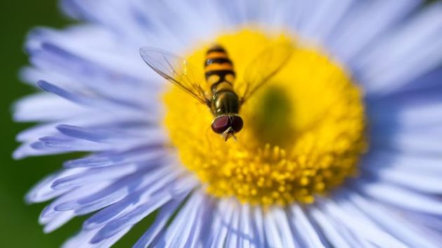 Вирусите, пренасяни от мигриращи насекоми в Европа, определено са заплаха за медоносните пчели, категорични са учените от Университета Роял Холоуей в Лондон.