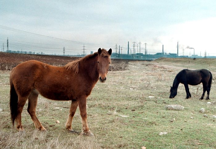 В България няма официална статистика за конете, които се отглеждат за месо.