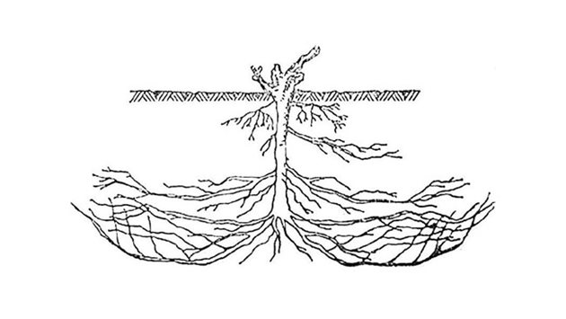 Трябва да се знае, че при лозата различните сортове могат да развиват различни видове коренова система - може да е по-развита на дълбочина, или на широчина