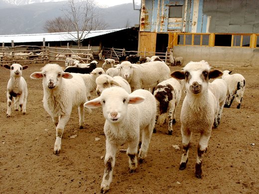 Фермери в Пловдивско искат по 10 лв./кг за живи агнета за Великден