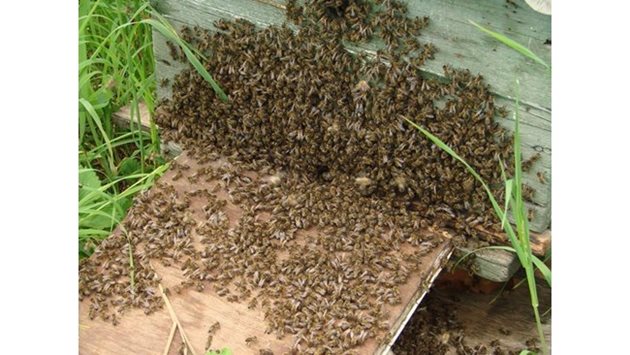Сигурен признак, че първият рой ще излети е събирането на пчелите по крайните пити или струпването им на "бради" на входа на кошера