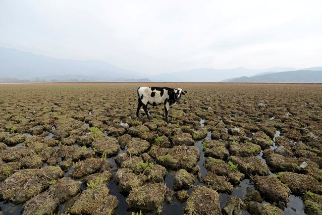 Крава търси вода в полупресъхнало езеро в Чили.