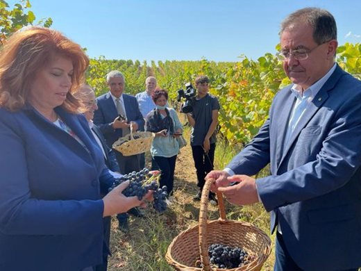 Министър Бозуков: 20% повече грозде очакваме тази година