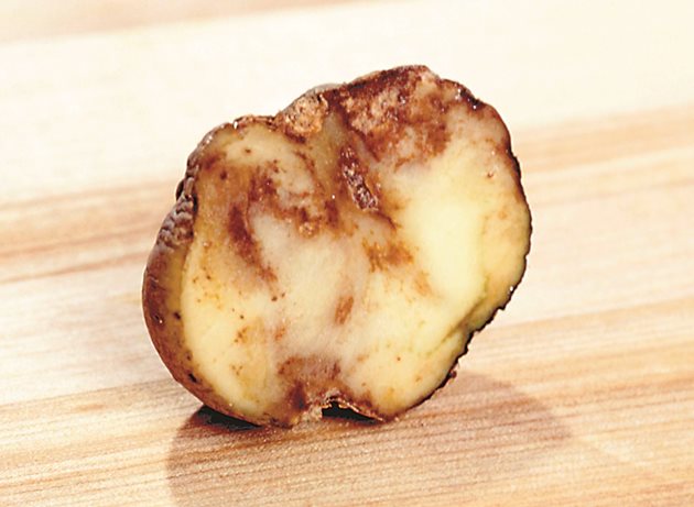 Картофената мана засяга всички растителни части на картофите