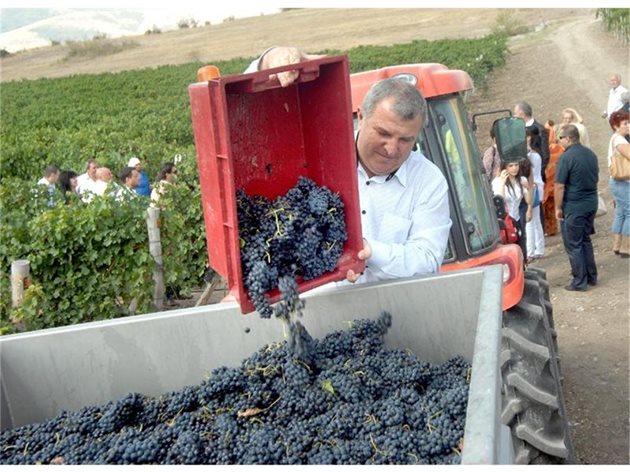 След като министър Димитър Греков даде старт на гроздобера, се включи и в товаренето на набраното грозде.
СНИМКА: НАТАША МАНЕВА