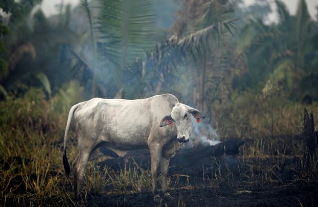 Крава пасе на новоосвободената от дървета земя в амазонската гора на Бразилия. Правителството на страната толерира фермерите да унищожават джунглата.