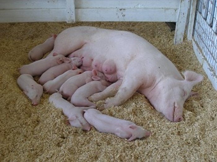 След 10 години забрана, България отново може да изнася живи свине за европейския пазар.