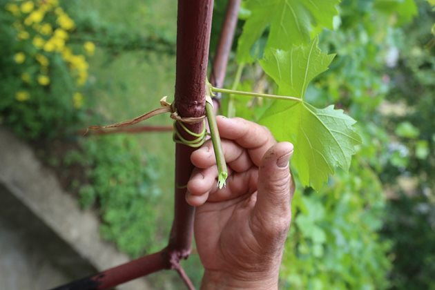 Лозата е лиановидно растение, създава тънки и дълги леторасти, които ако не се контролират, полягат на земята и не дават плод