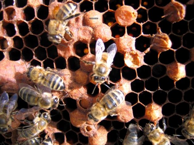 Ако междурамковото разстояние се намали до 8-9 mm, пчелите не залагат на тези пити тьртеево пило