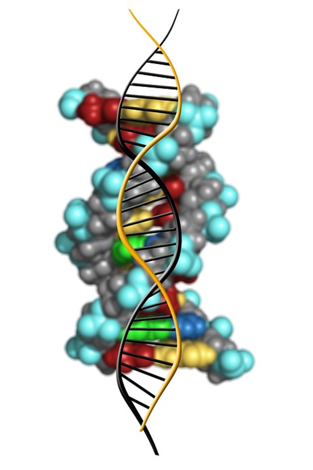Част от молекулата на ДНК - при нейното раздвояване често стават грешки