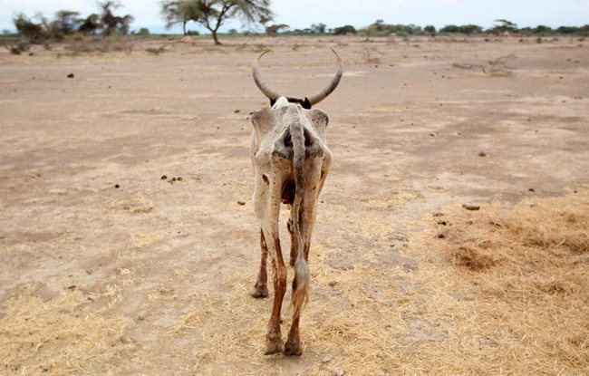 Изтощена крава се разхожда в открито поле в село Гелча, един от най-засегнатите от сушата райони в Етиопия.