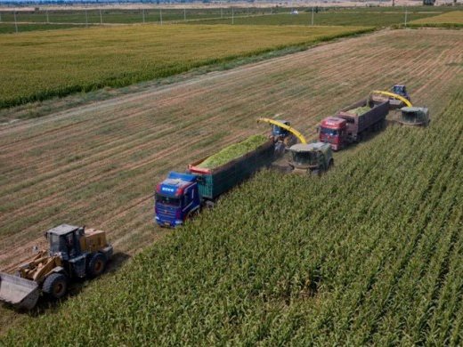 „Блумбърг“: Вносът на бразилска царевица може да промени структурата на китайско-американската търговия с тази култура