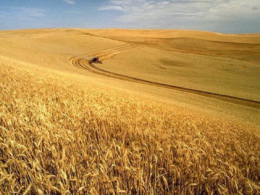 Сезонно повишение на цените при основните зърнени култури