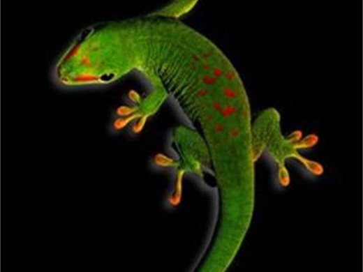 Нов вид гекон е открит на остров Мадагаскар