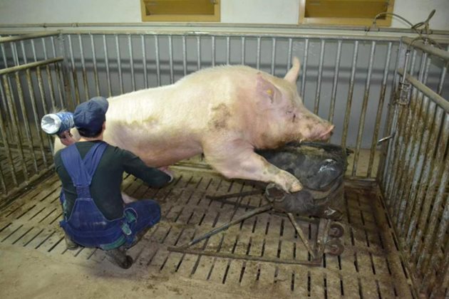 Нерезът пробник трябва да се довежда в отделението на свинете след отбиването на малките само по време на контрол на заплождането