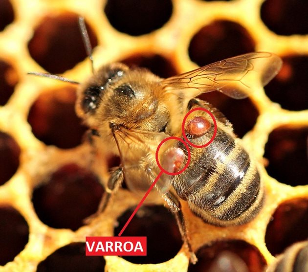 Опаразитена пчела с вароа
