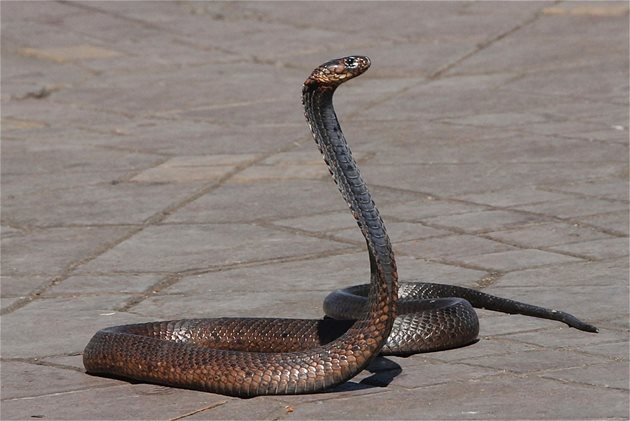 Змия СНИМКА: Pixabay