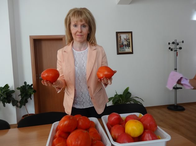 Доц. Даниела Ганева държи доматите от най-новия сорт “Алено сърце”, чийто ярък червен цвят се вижда на снимката долу. В дясната касетка са от “Розово сърце” и жълт домат. Снимка: Авторът