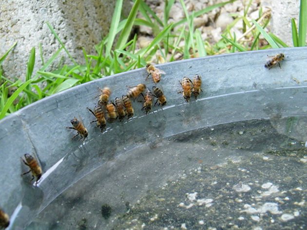 Консумацията на вода от пчелното семейство се повишава през пролетта, когато в питите трябва да се разрежда сгъстен, отчасти и кристализирал мед или хранителна смес.