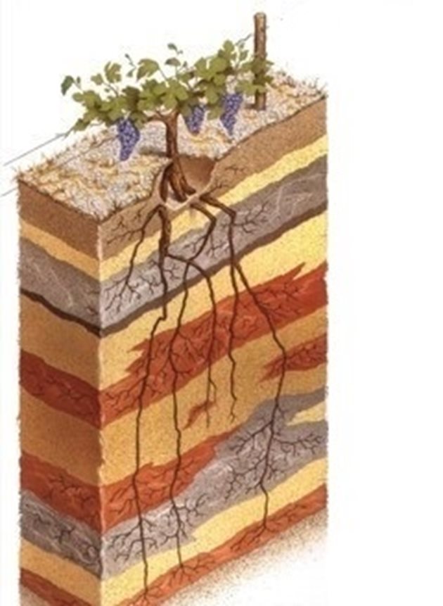 Лозата е способна да прави корени от всичките си части, някои от тях, като повърхностните, трябва да се премахват