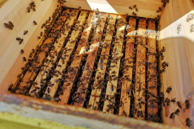 Пчеларите се надяват, че добивите на пчелен мед ще достигнат до 18-20 кг от пчелно семейство. Снимка savetivzemedelieto.bg.