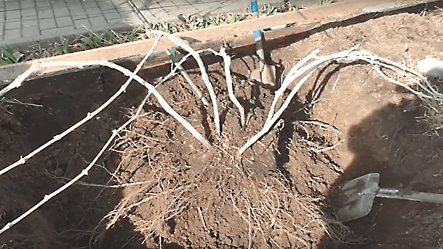 Изкопаването на лозата от старото й място да става внимателно, за да не се засегнат корените