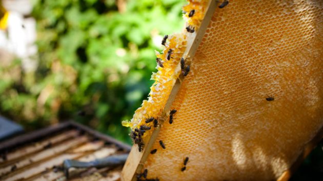 Пчелите са основните опрашители в повечето екосистеми и затова имат решаваща, макар и често пренебрегвана роля в хранителната верига. Снимка Олга Кок, Shutterstock