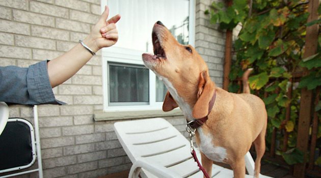 По позата на кучето собственикът трябва да може да разбере защо любимецът му издава всеки конкретен звук