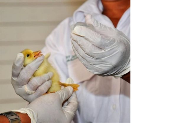  Към днешна дата употребата на антибиотици при животните и птиците е намаляла с 60,7 процента за периода 2011-2019, съобщават от Федералната служба за защита на потребителите и безопасност на храните, която е направила оценка на данните.