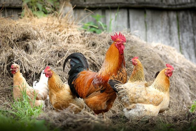 Калцият в черупката на яйцето е свързан с костната тъкан на кокошката. Затова колкото е по-голяма костната маса, толкова по-голям брой яйца снася кокошката.