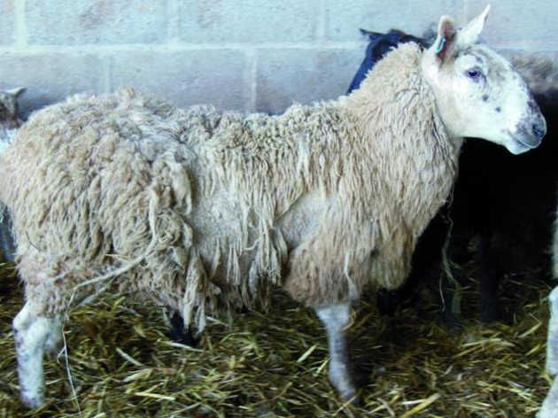 За крастата при овцете е характерно, че в местата, където се е заселил паразитът, руното опадва или пък се появяват обособени оголени места