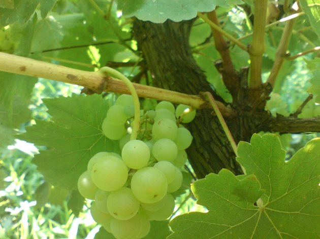 Френските винари умишлено търсят не най-благоприятните райони за лозите и прилагат зелен гроздобер, за да направят по-хубаво вино