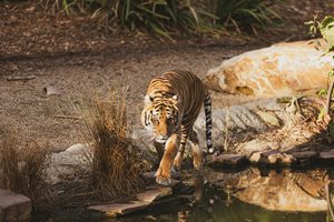 Година на Водния тигър - мъдрост и стремеж към нови завоевания