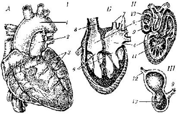 Устройство на сърце I. Човешко сърце (А – външен вид; Б – надлъжен разрез); II. Сърце на жаба; III. Сърце на риба. 1 – аорта; 2 – белодробна артерия; 3 – коронарни съдове; 4 – ляво предсърдие; 5 – дясно предсърдие; 6 – клапи; 7 – белодробни вени; 8 – горна куха вена; 9 – артериален конус; 10 – спирална клапа на артериалния конус; 11 – камера; 12 – венозен синус; 13 – камера.