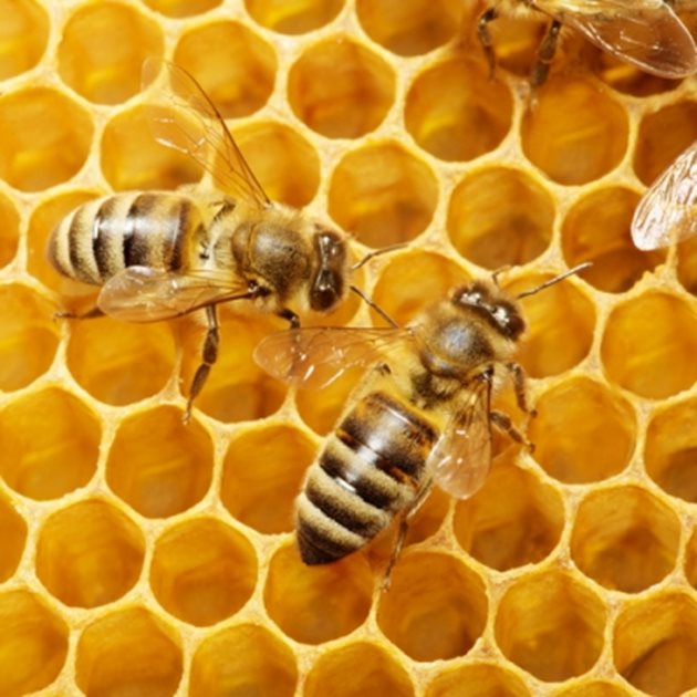Восъкоотделителните жлези са разположени в 4-те последни коремни членчета. Те са специално приспособени за образуване на восък. Восъчните жлези при определена възраст на пчелата се развиват силно. При много младите пчели те са слабо развити и достигат максимално развитие при пчелите на възраст от 10—12 до 18 дни. В клетките на развитите жлези се образуват празнини, изпълнени с течен восък.