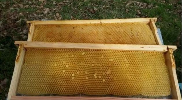 Всеки пчелар трябва напролет да разполага с нужния брой рамки с изградени пити, съответстващ на броя на пчелните семейства
