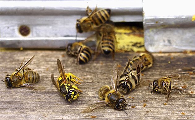 В момента, в който нощите станат студени, рано сутрин пчелите не охраняват долния вход на кошера и осите само това чакат - нападат ниско разположените пчели, които не оказват съпротива.