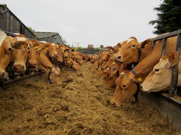 За говеда от породата Симентал, които са от по-едрите комбинирани животни от месо-млечен тип, трябва да предвидите до 30 на сто завишени количества фураж