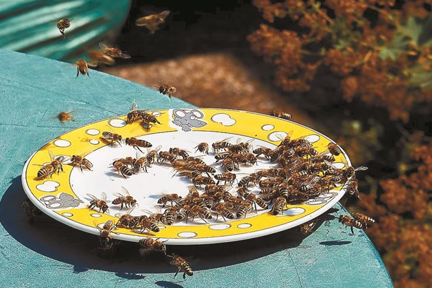 Помогнете на пчелите да охладят кошера
